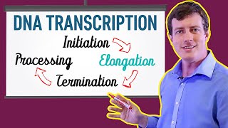 DNA Transcription Made EASY  Part 2 Elongation [upl. by Waters17]