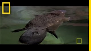 Platypus Habitat and Behavior [upl. by Marnia]