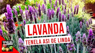 LAVANDA CUIDADOS RIEGO CULTIVO PODAR [upl. by Nohtanoj769]