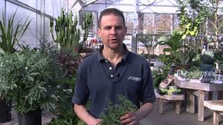 Caring for a Schefflera Plant [upl. by Eniksre]