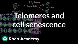 Telomeres and cell senescence  Cells  MCAT  Khan Academy [upl. by Imerej]