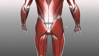 Muscles of the Gluteal Region  Part 1  Anatomy Tutorial [upl. by Breen636]