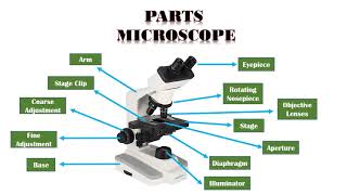 Microscope Types Parts and Function [upl. by Adar]