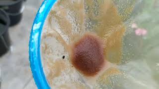 How to culture daphnia moina in a small container Part 1 English Subtitle [upl. by Enahpets]