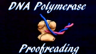 DNA polymerase proofreading [upl. by Airlia]