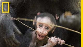 Get to Know These Cute Baby Monkeys  National Geographic [upl. by Assenev]