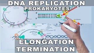 DNA Replication in Prokaryotes  Elongation and Termination [upl. by Harmony]