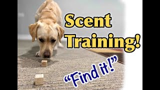 Dog Training Tutorial Scent training [upl. by Mcdougall645]