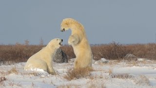 Giant Polar Bears playing in the snow דובי קוטב ענקיים בהאבקות Isbjørn [upl. by Carman]