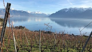 Une année à la vigne  Les domaines du possible 24  Printemps [upl. by Tommy802]