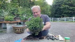 How to Make a Bonsai From a Garden Center Tree [upl. by Terhune252]