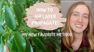 How To Air Layer Propagate Plants  Umbrella Tree  Schefflera Cutting Update [upl. by Neeloj91]