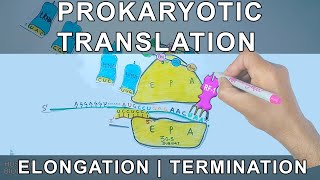 Prokaryotic Translation  Elongation and Termination [upl. by Nosro]