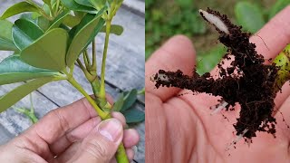 How to grow Schefflera plant from cuttings  Propagate the Schefflera plants  Umbrella Tree [upl. by Naashar]