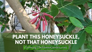 Plant This Honeysuckle Not That Honeysuckle [upl. by Chaille]