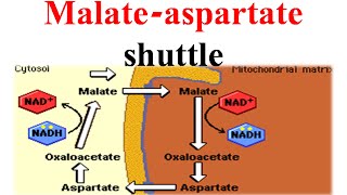 Malate aspertate shuttle [upl. by Otrevogir]