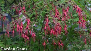 Hardy Fuchsia Fuchsia magellanica [upl. by Elon]