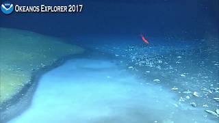 Okeanos Explorer Video Bite Newly Discovered Brine River Captivates NOAA Scientists [upl. by Runkle675]