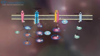 Protein Phosphorylation Creative Diagnostics [upl. by Madella108]