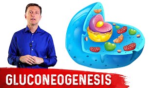 What Is Gluconeogenesis – Dr Berg [upl. by Saeger]