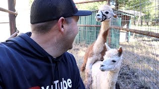 Unexpected ALPACA Mating CRAZY [upl. by Cappella]