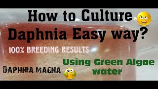 Daphnia MagnaHow to Culture Daphnia Easy wayCulturing Daphnia using Green water Daphnia [upl. by Yrokcaz403]