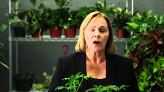 How to Care for a Schefflera Arboricola  Gardening amp Plant Care [upl. by Meill]