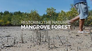 Restoring The Natural Mangrove Forest [upl. by Mian]