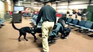 Inside Look TSA Canine Training [upl. by Everara29]