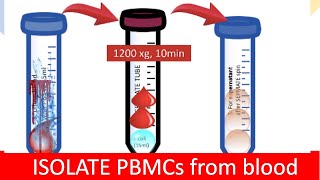 🩸 ISOLATING PBMC  Peripheral Blood Mononuclear Cells [upl. by Assiralk835]