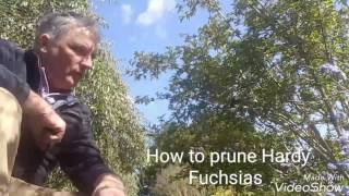 How to prune Hardy Fuchsias [upl. by Malan]