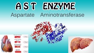 aspartate aminotransferase Enzyme  Clear Over View [upl. by Weed]