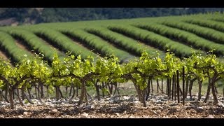 La Route des vins  Cote du Rhone [upl. by Svensen937]