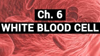 Ch6 WHITE BLOOD CELL  BLOOD PHYSIOLOGY [upl. by Jacey875]