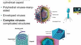 2117 Chapter 13  Viruses Viroids and Prions [upl. by Troy]