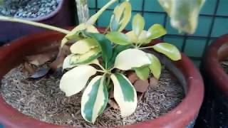 Schefflera Arboricola Plant  Variegated Umbrella Plant VID13 [upl. by Dempstor]