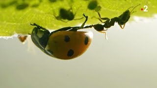 Coccinelle VS pucerons VS fourmis  ZAPPING SAUVAGE [upl. by Ebberta158]