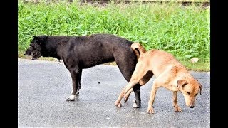 Por Que os Cachorros Ficam Grudados Depois do Acasalamento [upl. by Namlas]