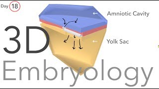 Gastrulation  Embryology [upl. by Isabelle595]