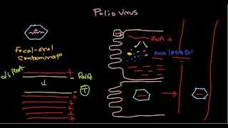 Polio virus life cycle [upl. by Notecnirp]