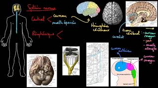 La structure du système nerveux [upl. by Htinnek]