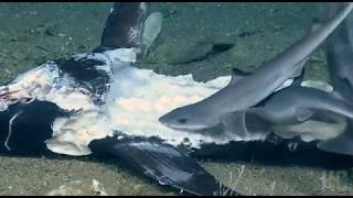 Watch this fish eat an entire shark in rare moment captured by NOAA Okeanos Explorer [upl. by Anwahsat]