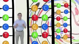 Las enzimas que intervienen en la replicación del ADN [upl. by Weikert]