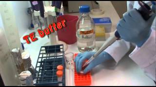 DNA extraction in the lab [upl. by Viola532]