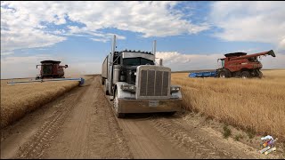 The Best Wheat Harvest Video on YouTube [upl. by Corsetti]