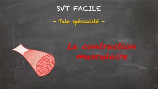 SVT FACILE  Tale spé  La contraction musculaire [upl. by Kowal]