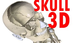 Skull Anatomy  Bones and Structures  Head Anatomy 1 [upl. by Orabla594]