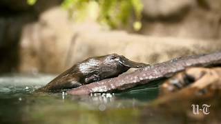 Platypuses debut at the San Diego Zoo Safari Park [upl. by Edbert]