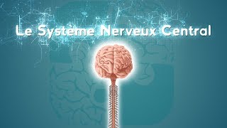 Neurolexique 2  Le Système Nerveux Central [upl. by Twitt]