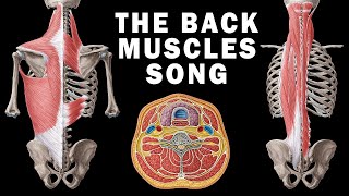 THE BACK MUSCLES SONG [upl. by Naujat663]